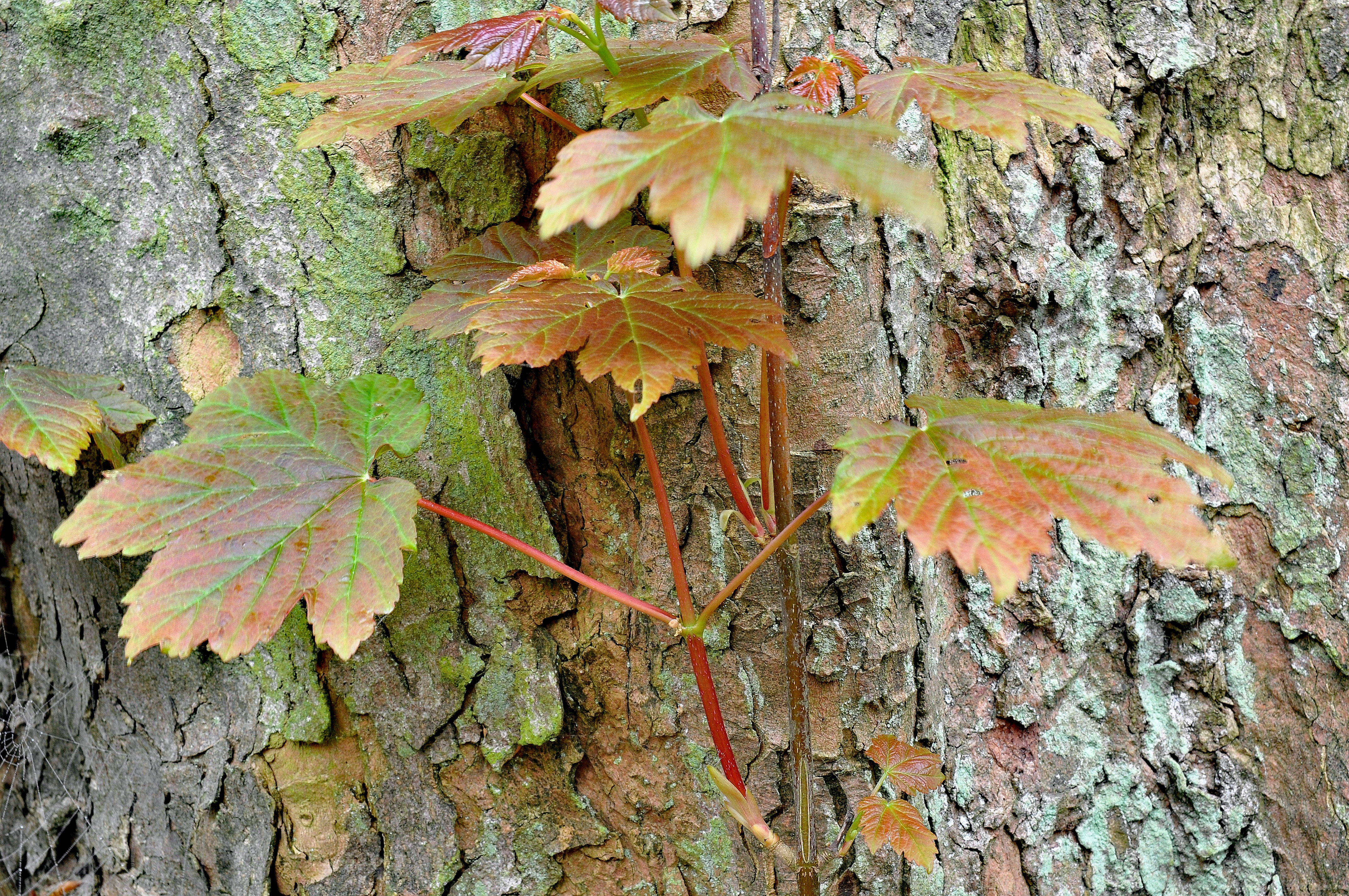 0029bluebellSpring14 edit