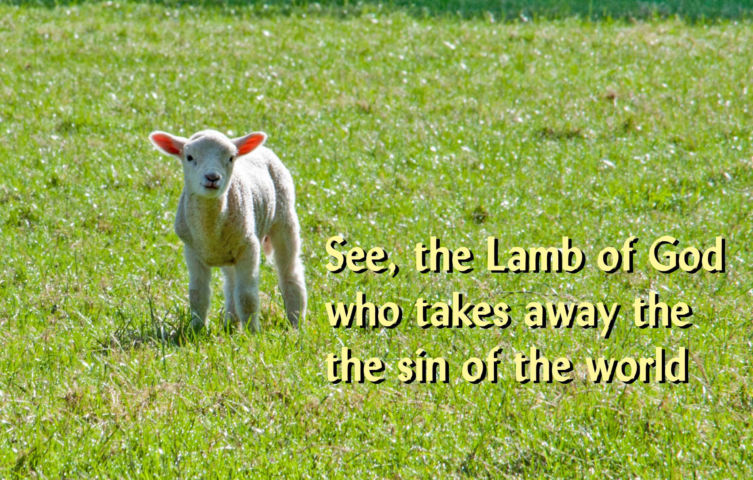 Lamb of God_Ashridge Sheep