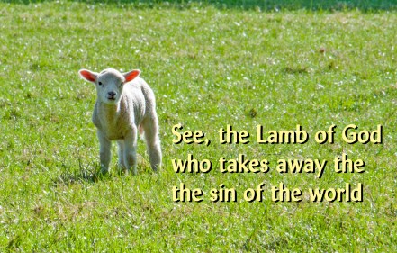 Lamb of God_Ashridge Sheep