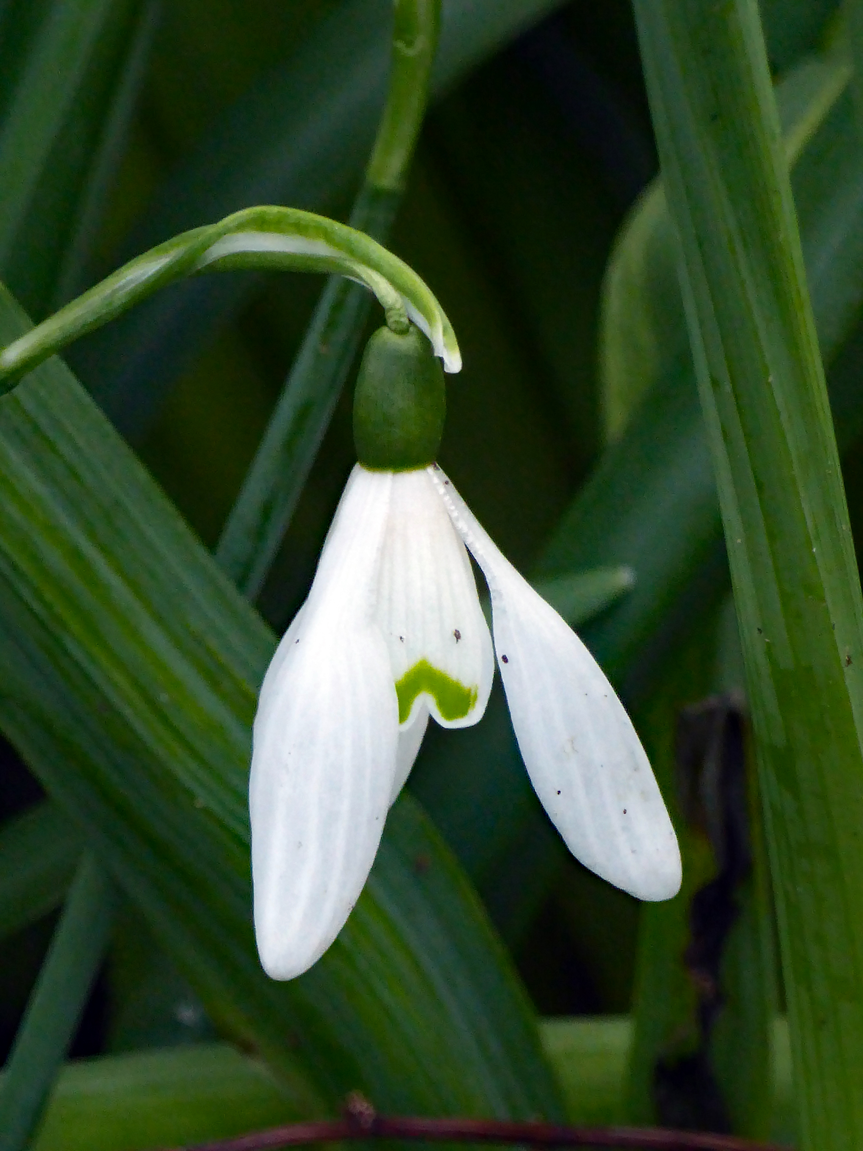 snowdrop edit 016spring160318