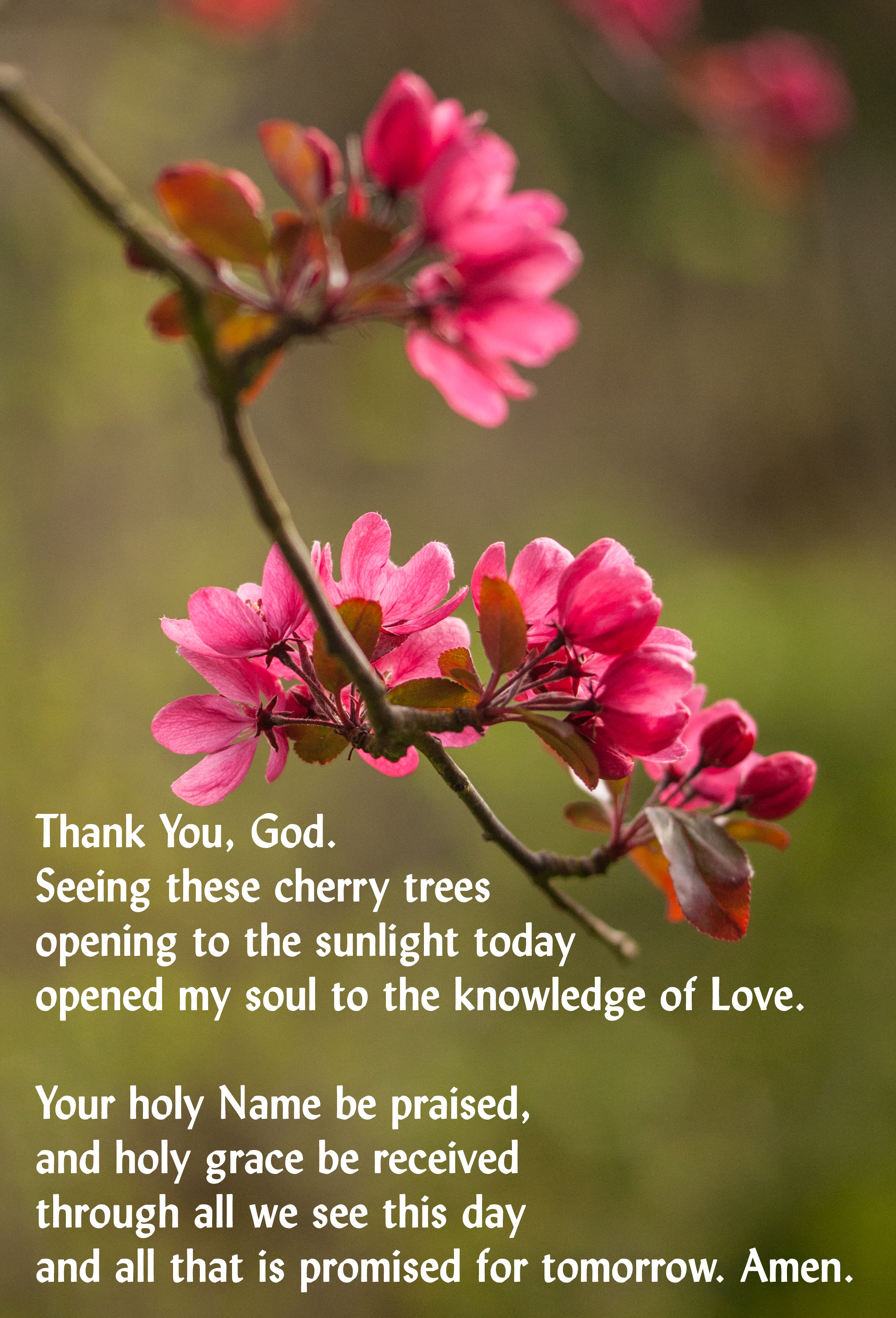 Prayer Cherry Bright 011Home 250418