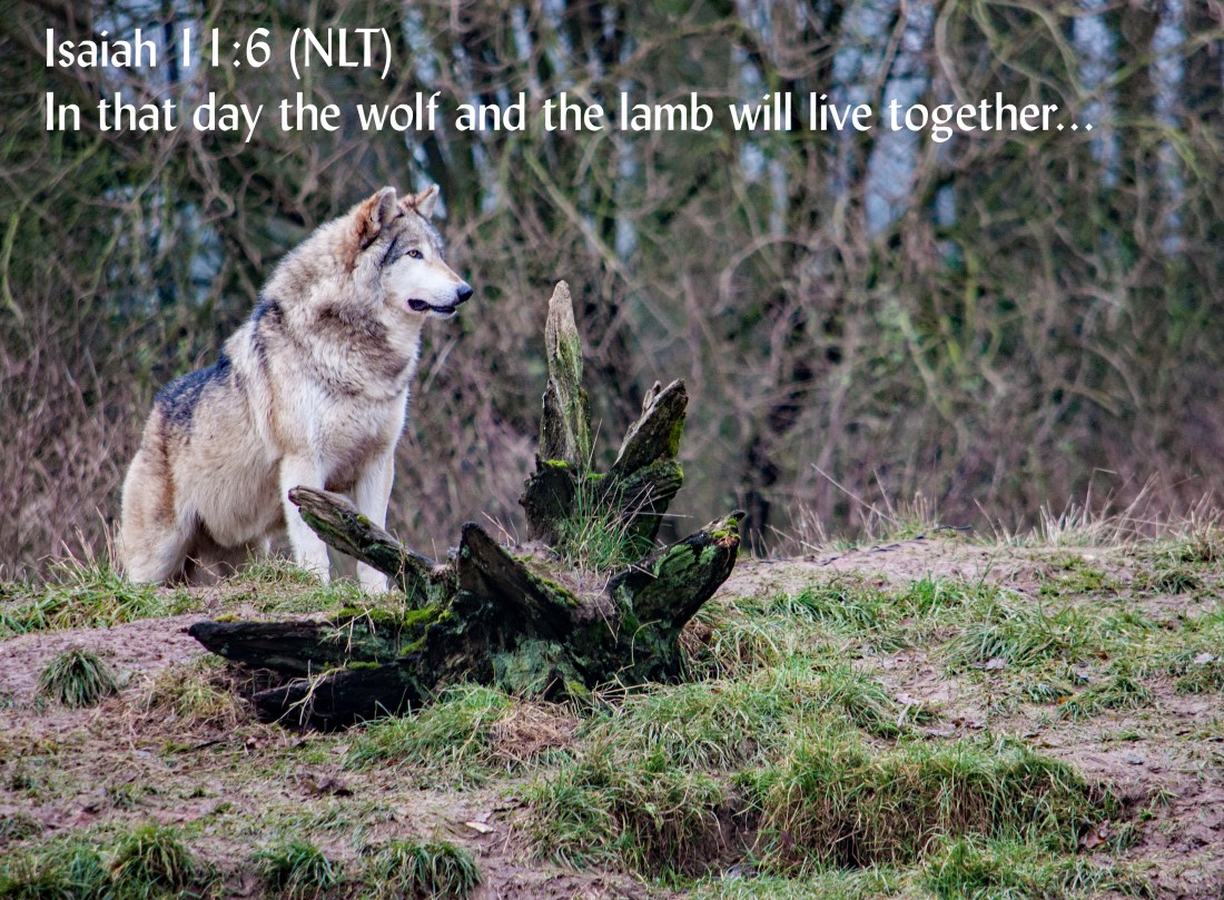 Wolf lamb 012whipsnade1212