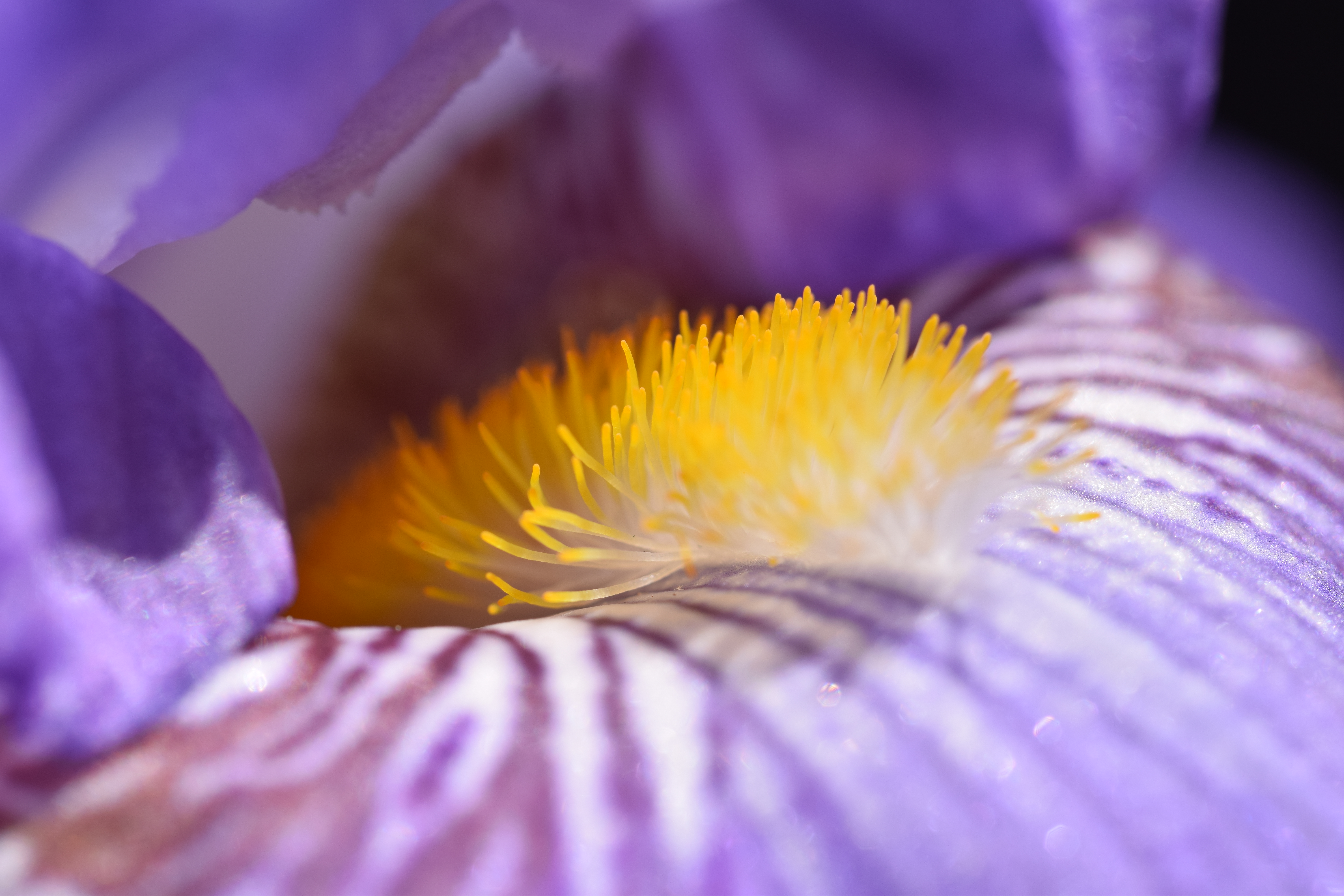 _012garden in June15