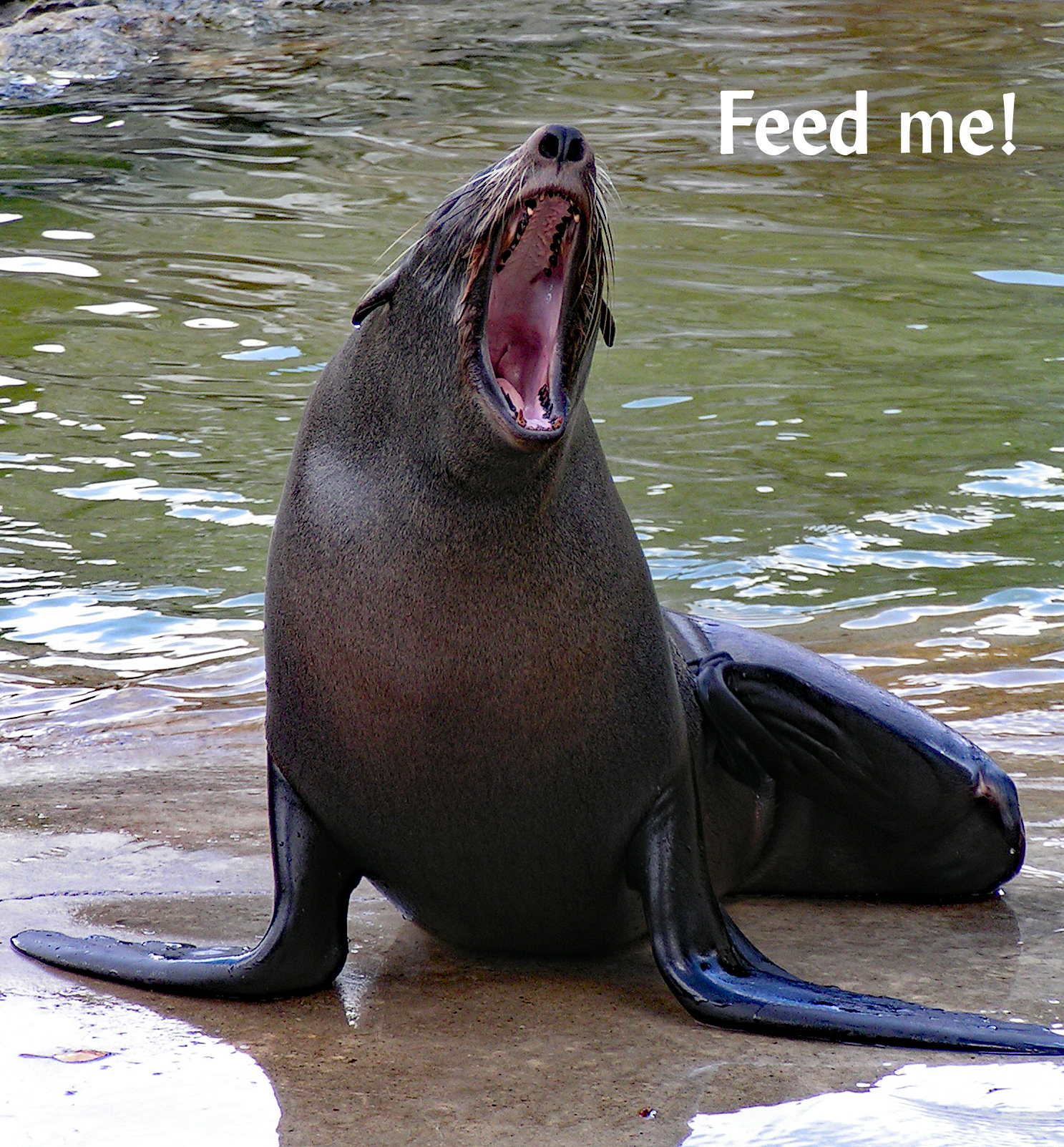 MINOLTA DIGITAL CAMERA