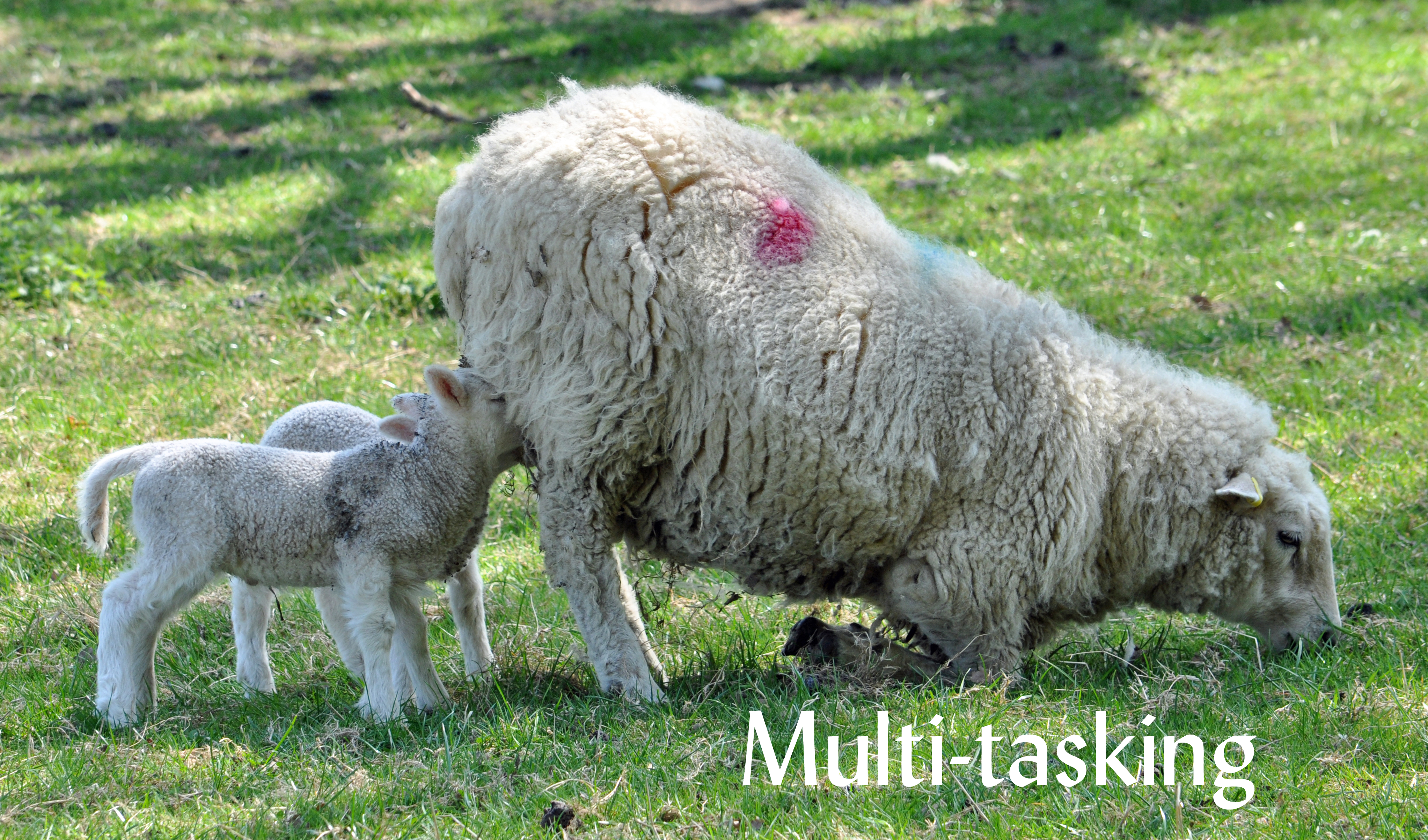 Multitasking 060early May013 Ashcrop