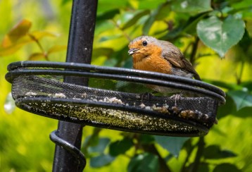Robin crop 3 024Garden 040518