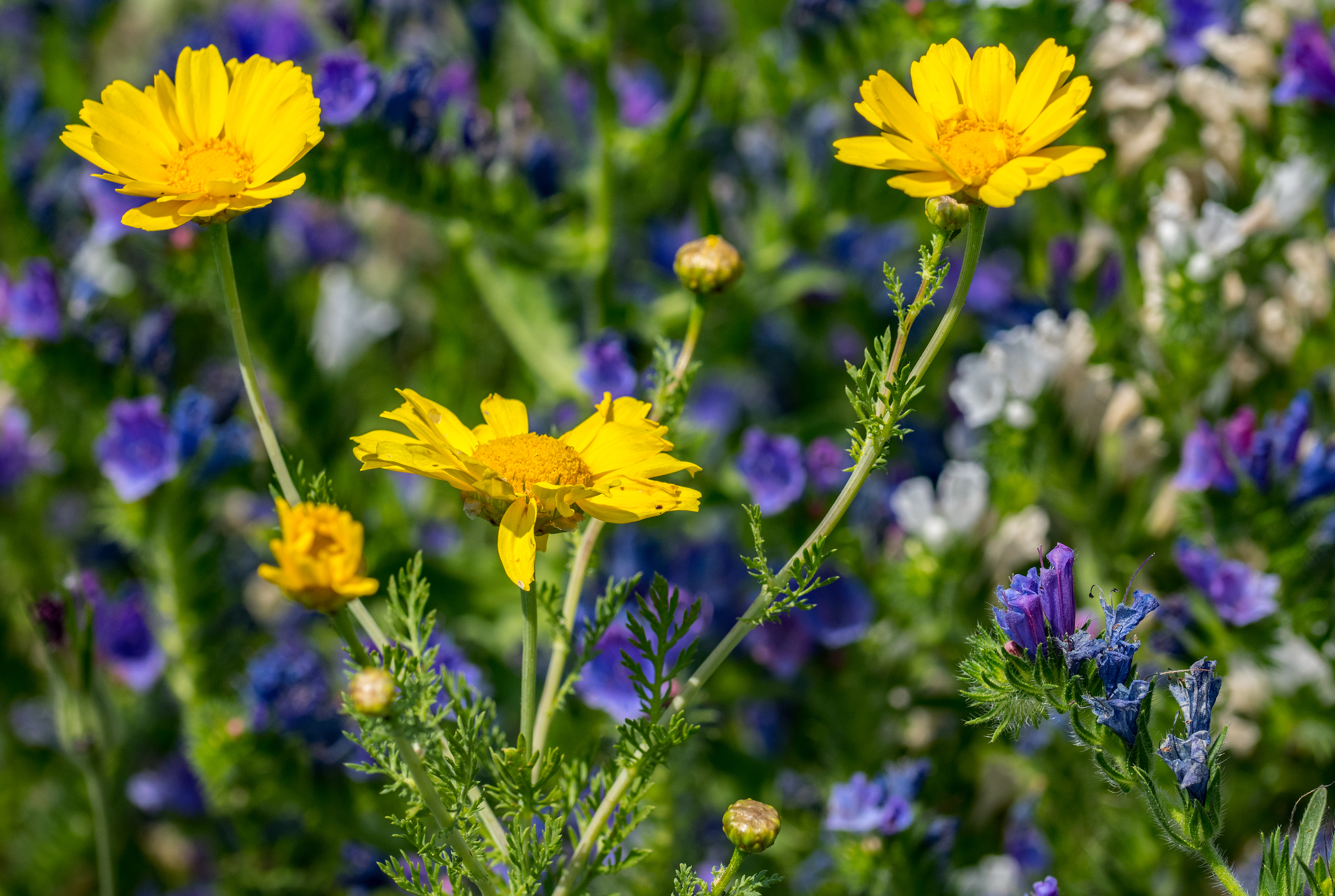 026wildflower 0718crop