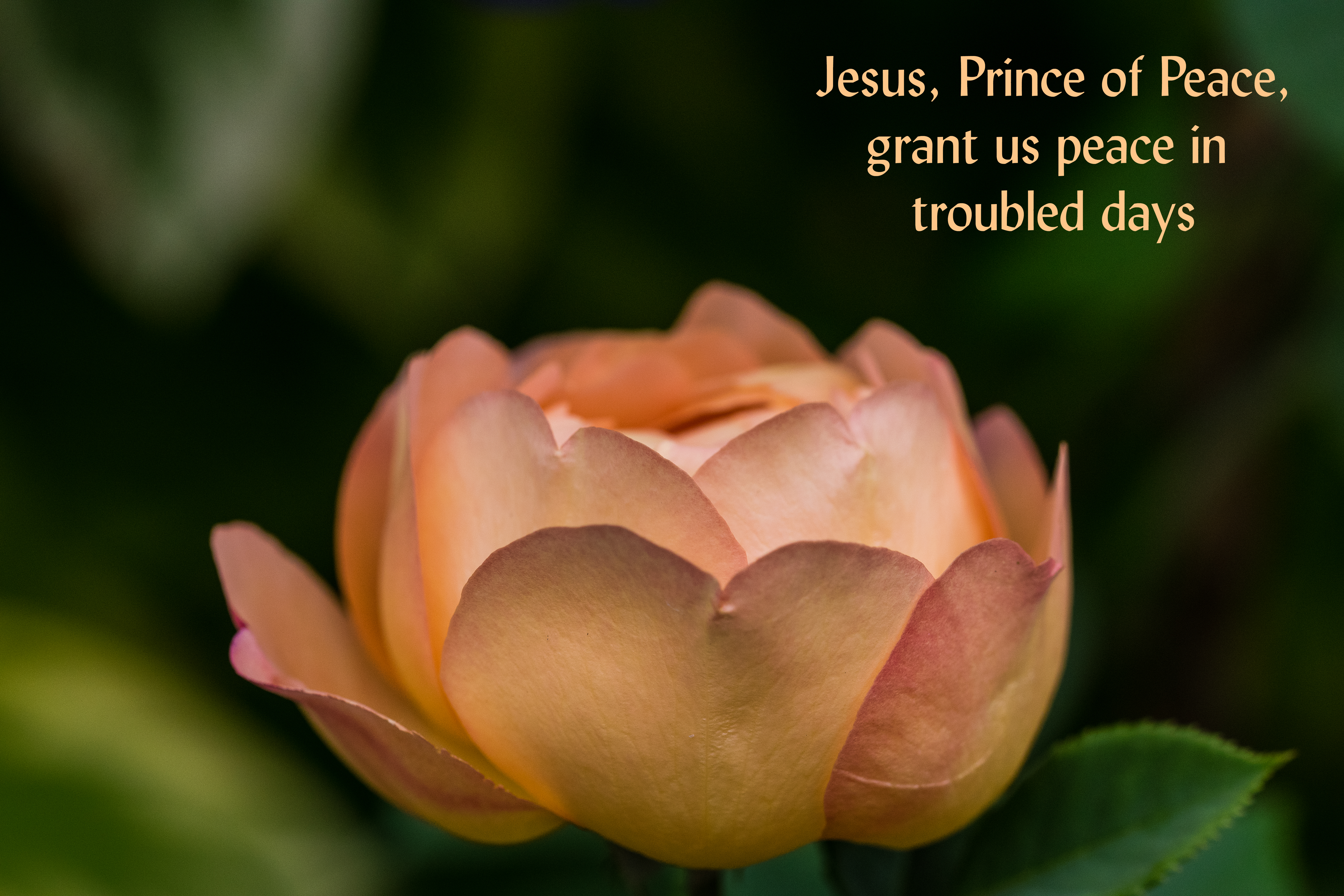 Prince of Peace 001garden 0718