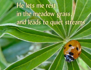 Psalm 23v2 ladybird 201_hatfieldhouse15crop18