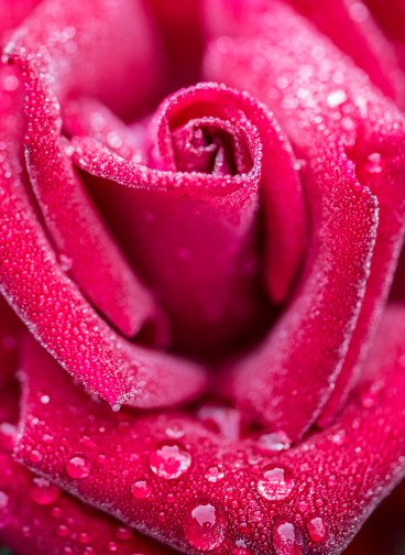 015gdn_raindrops crop