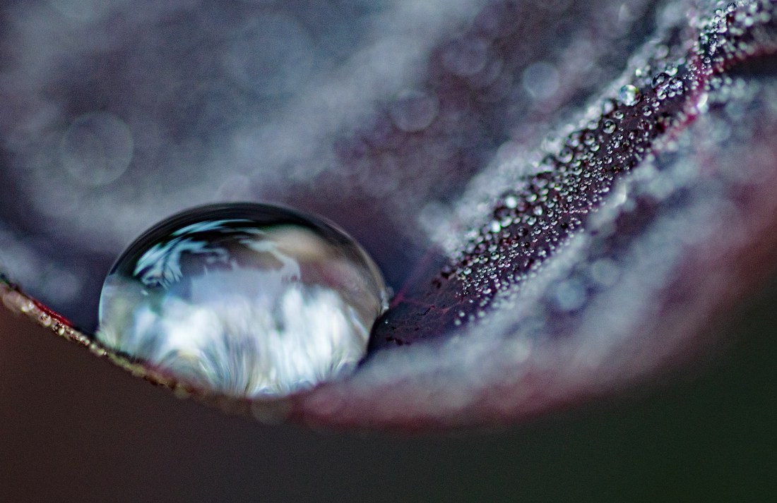 049gdn_raindrops crop