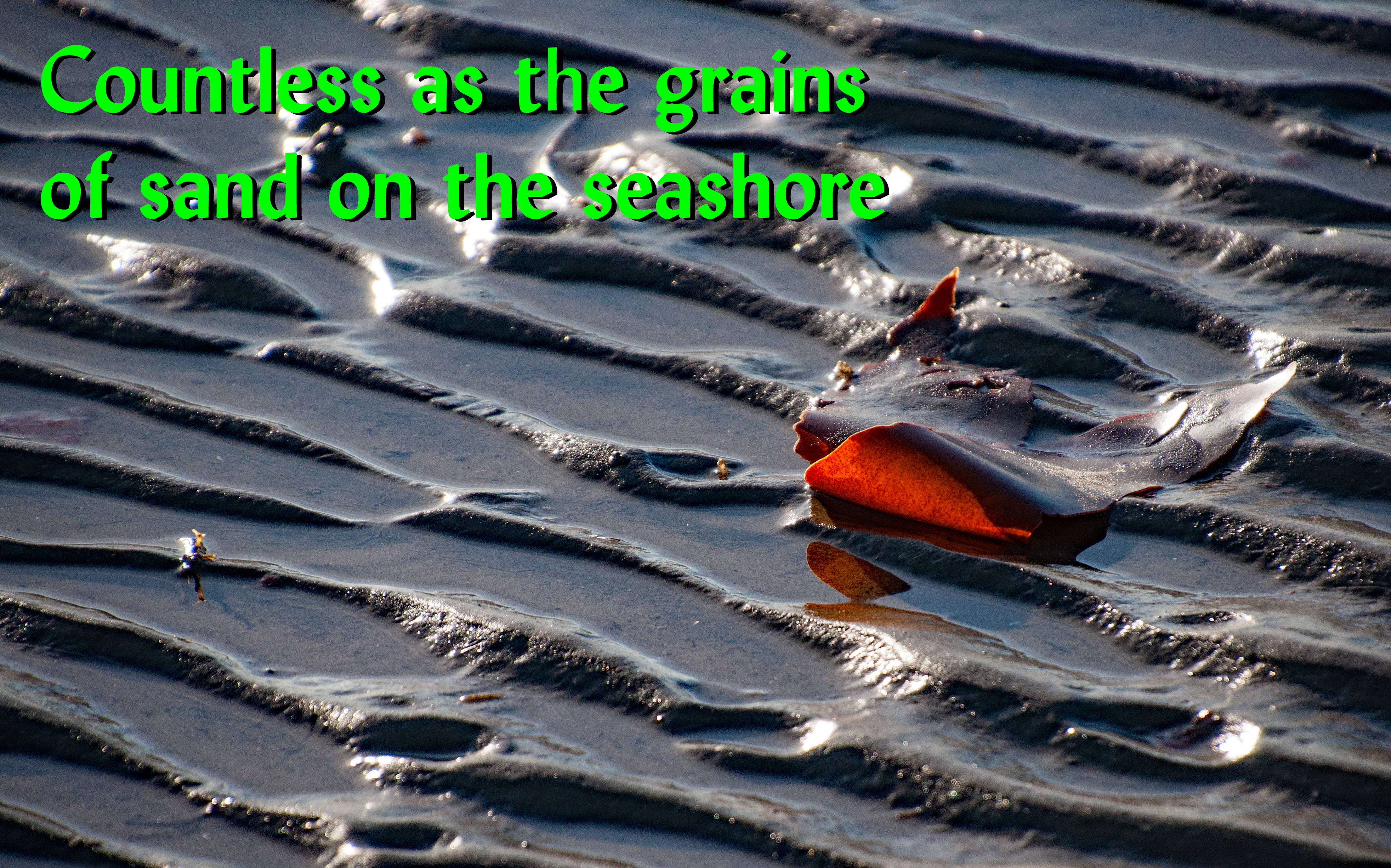 countless 065Seaweed_beach