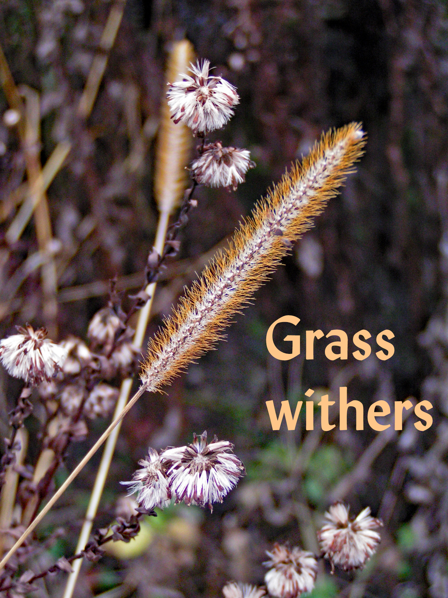 MINOLTA DIGITAL CAMERA