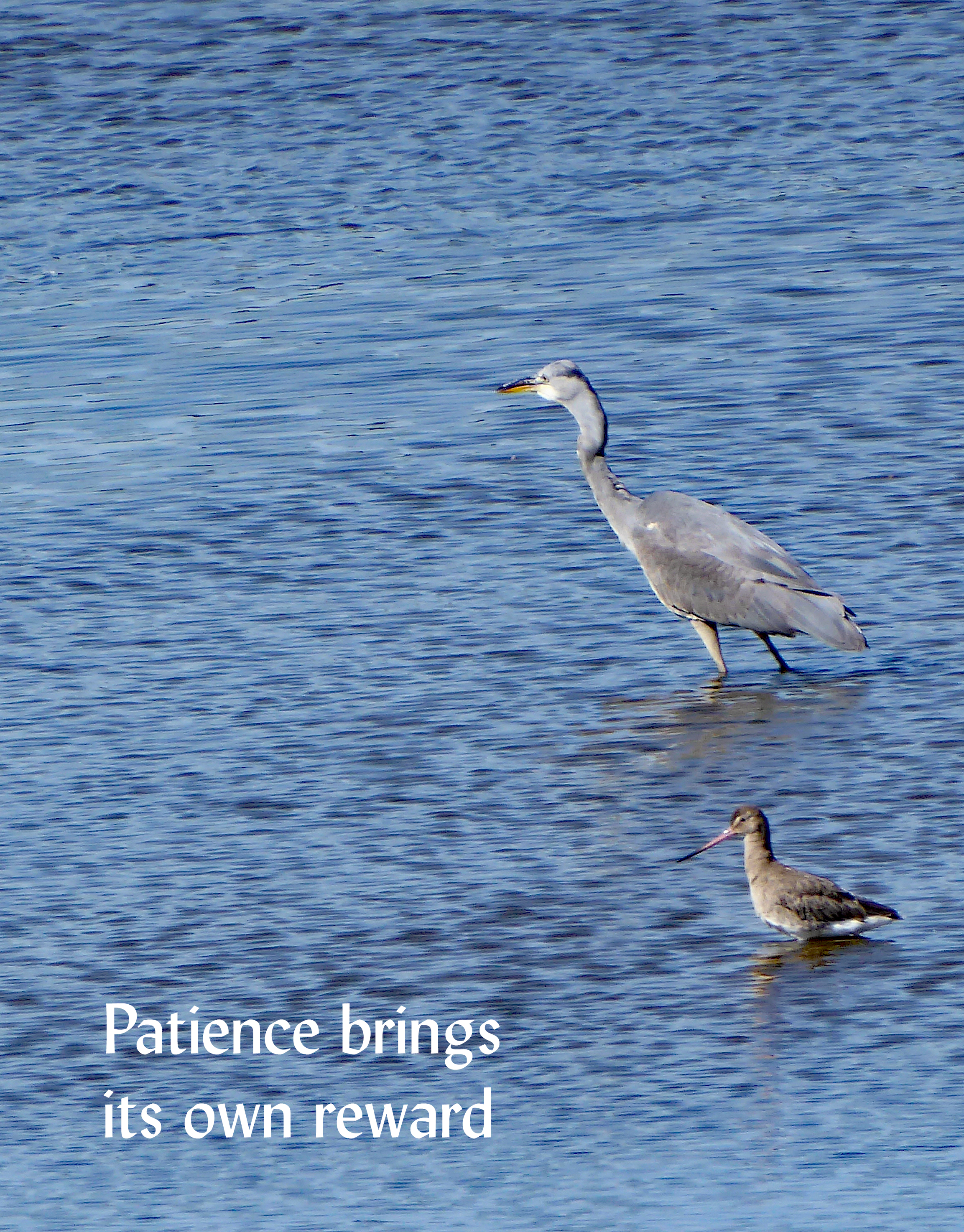 patient heron crop 014bike ride