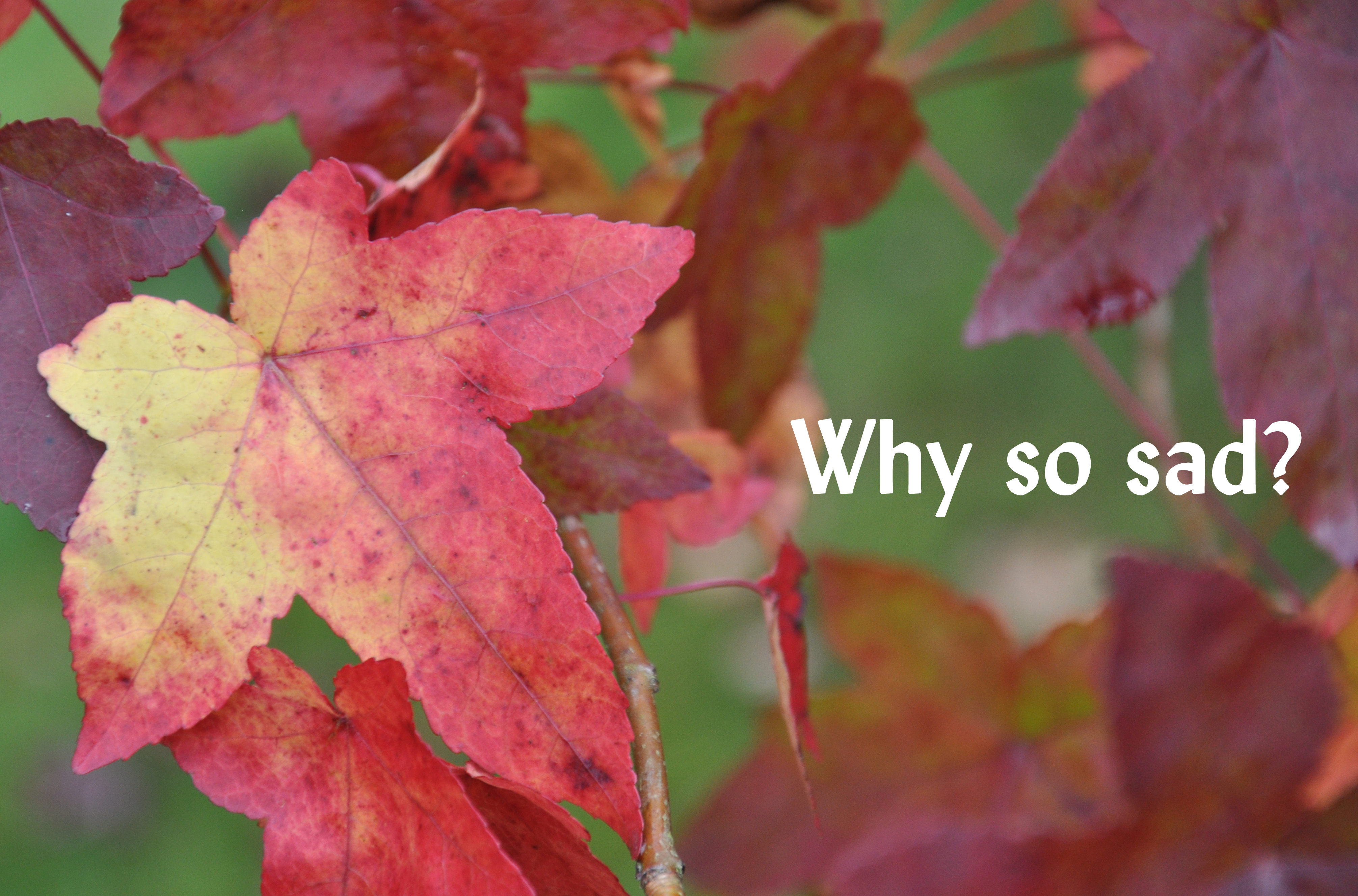 Why sad Oct 2014_00024Sheffield Park