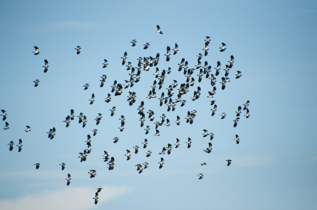 045pagham birds lapwing