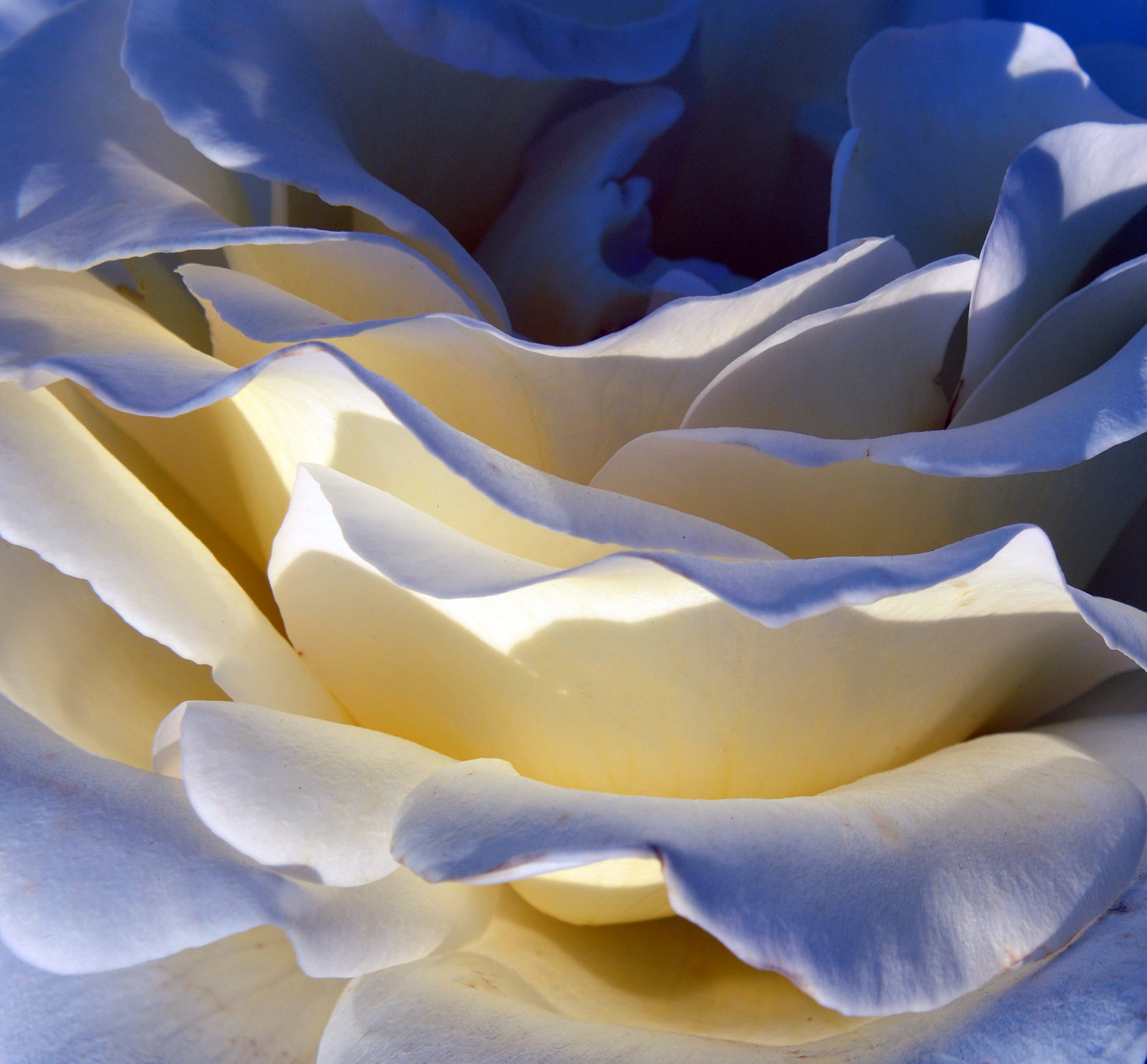 059August11croplevels