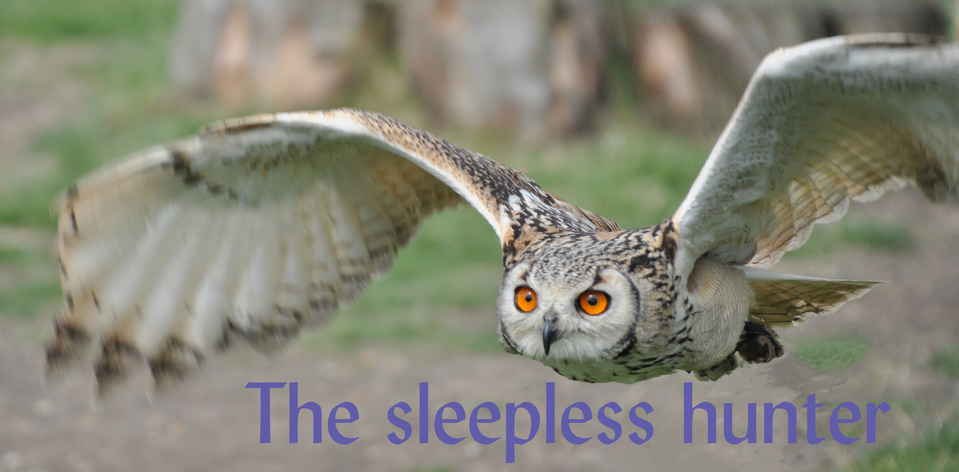 sleepless hunter 422Birdsprey2July16