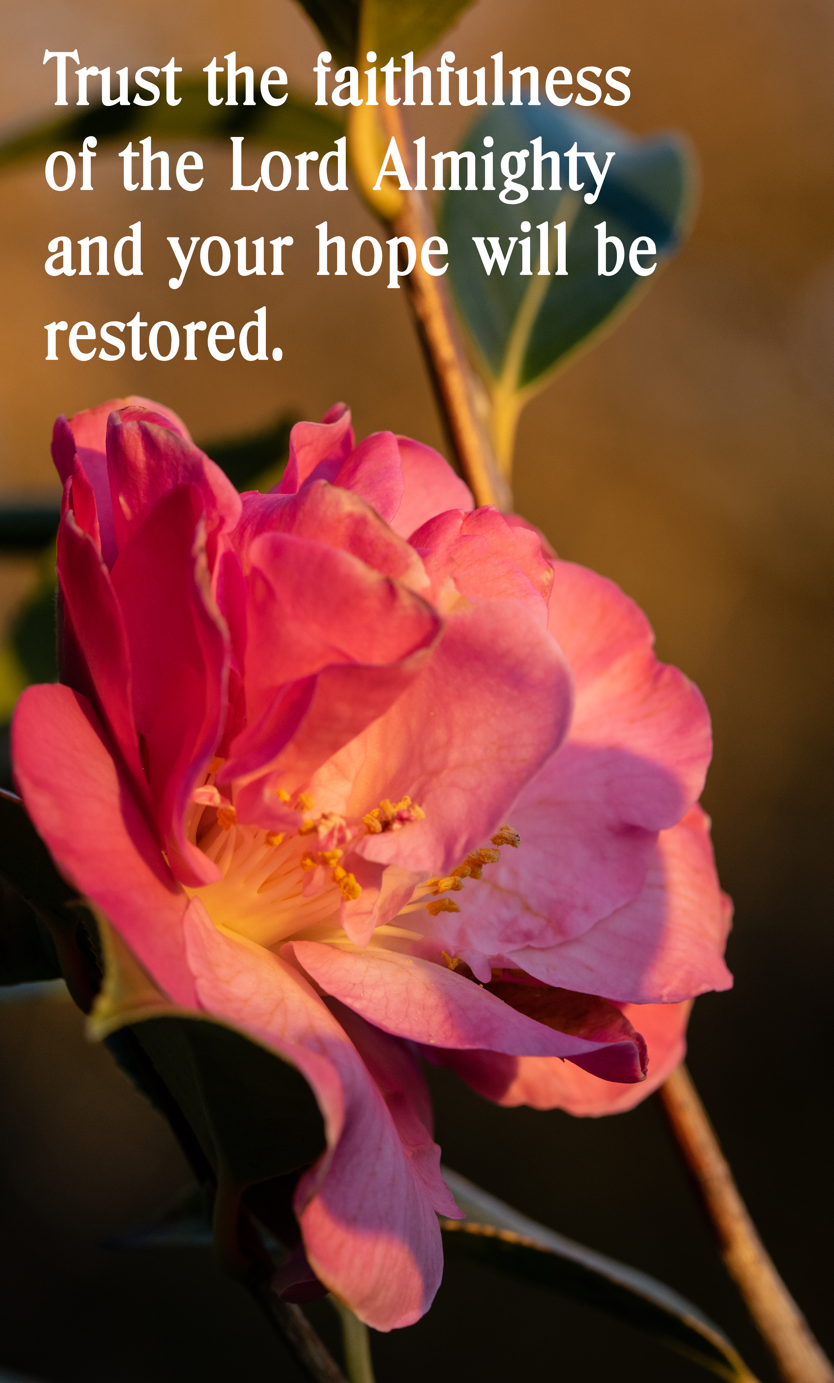 001camellia0218faithfulness