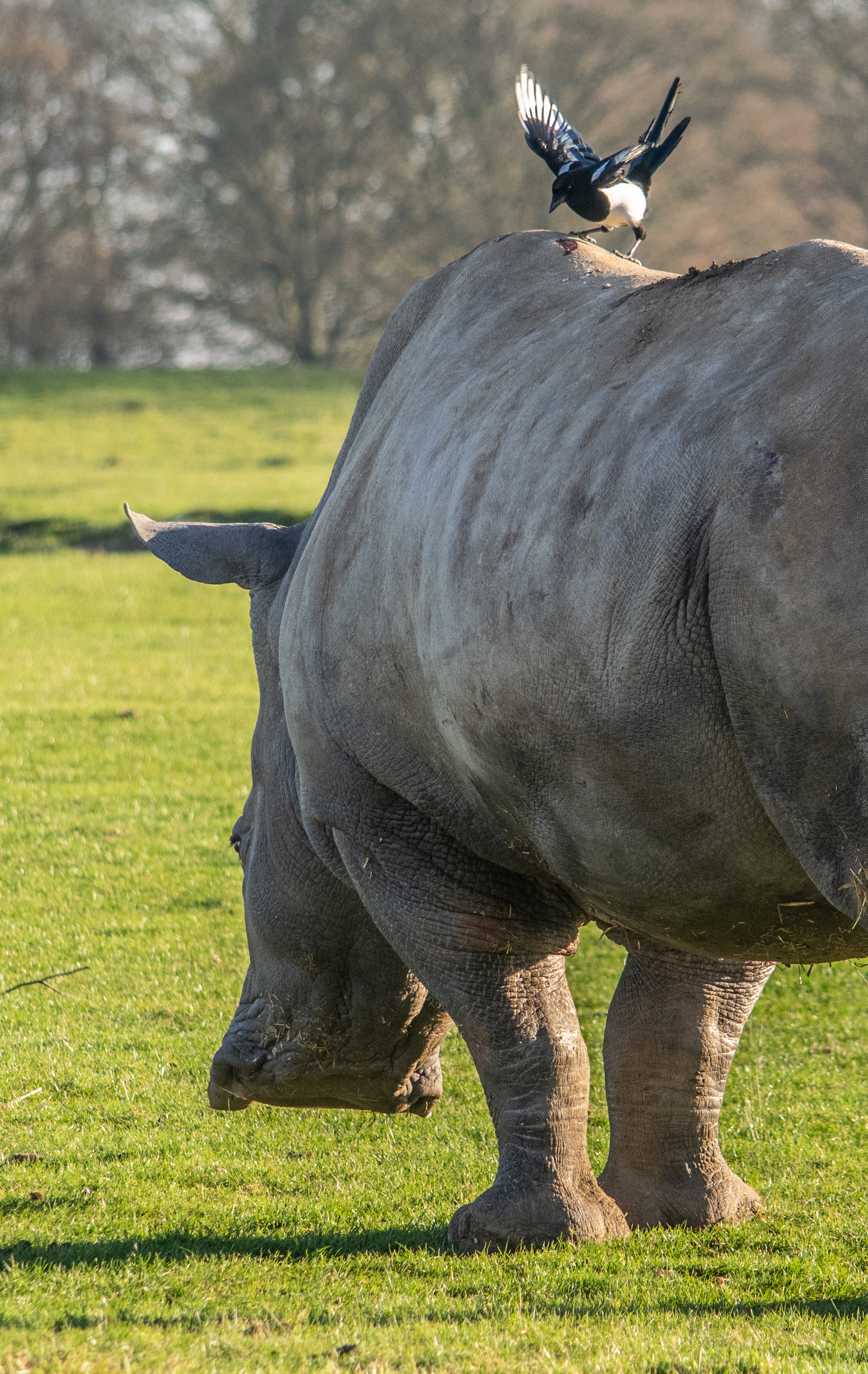 rhino magpie 006Frost Zoo1116crop3