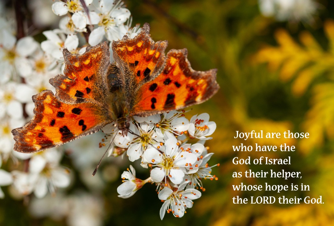 019270319 Springins Comma LSP Ps146