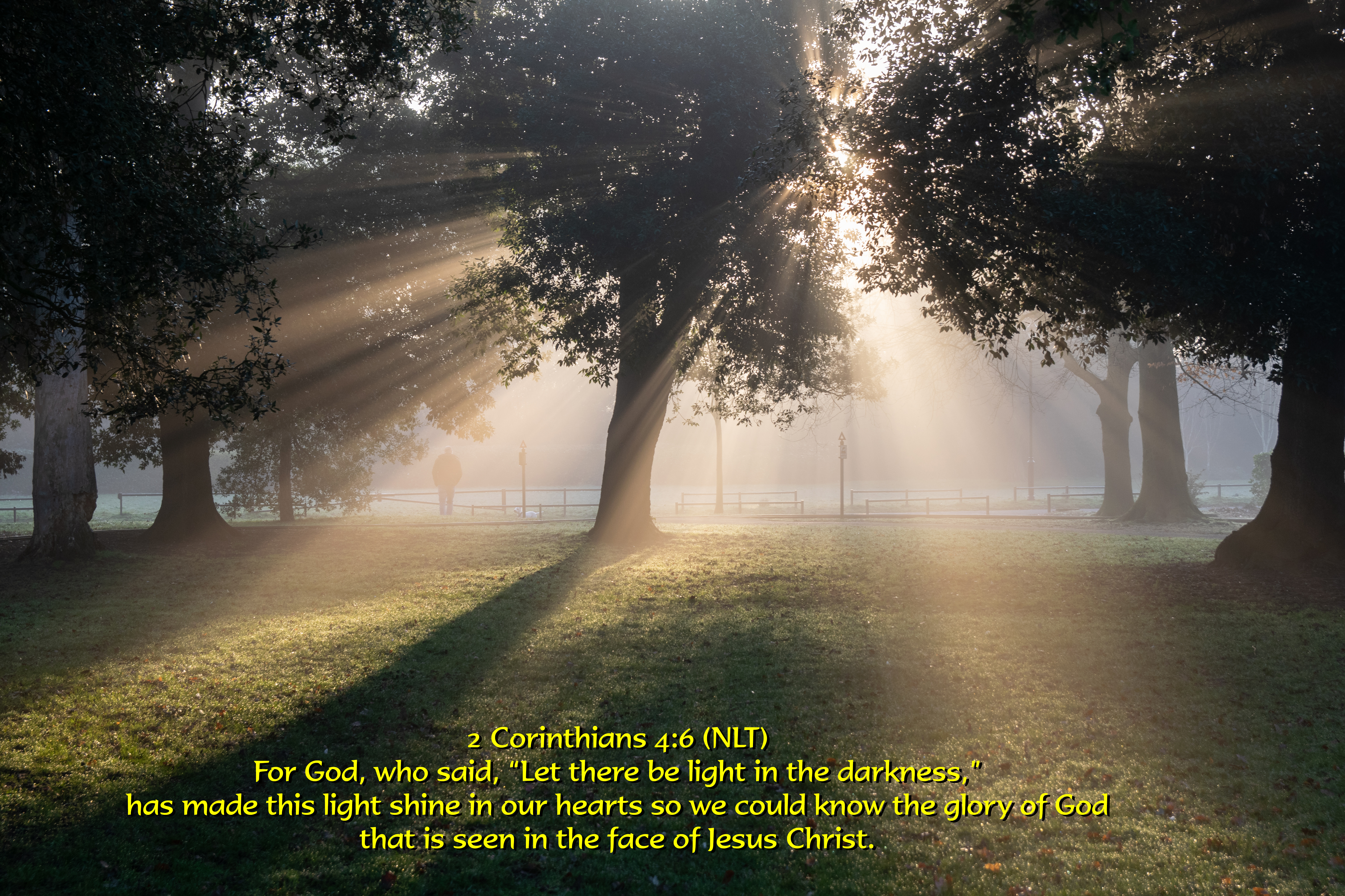 LSP MistyTrees 003150219 Hotham Pk