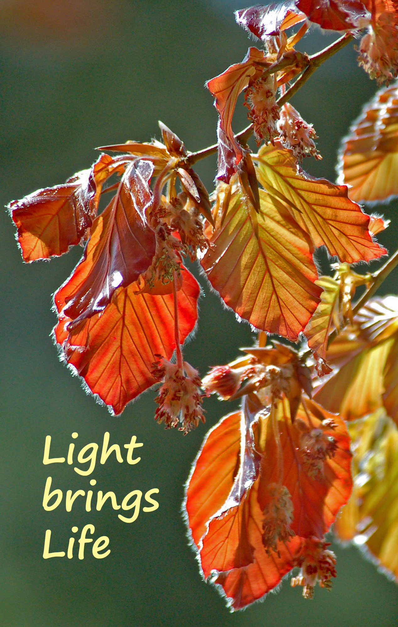 Light Life DSC_0042 crop