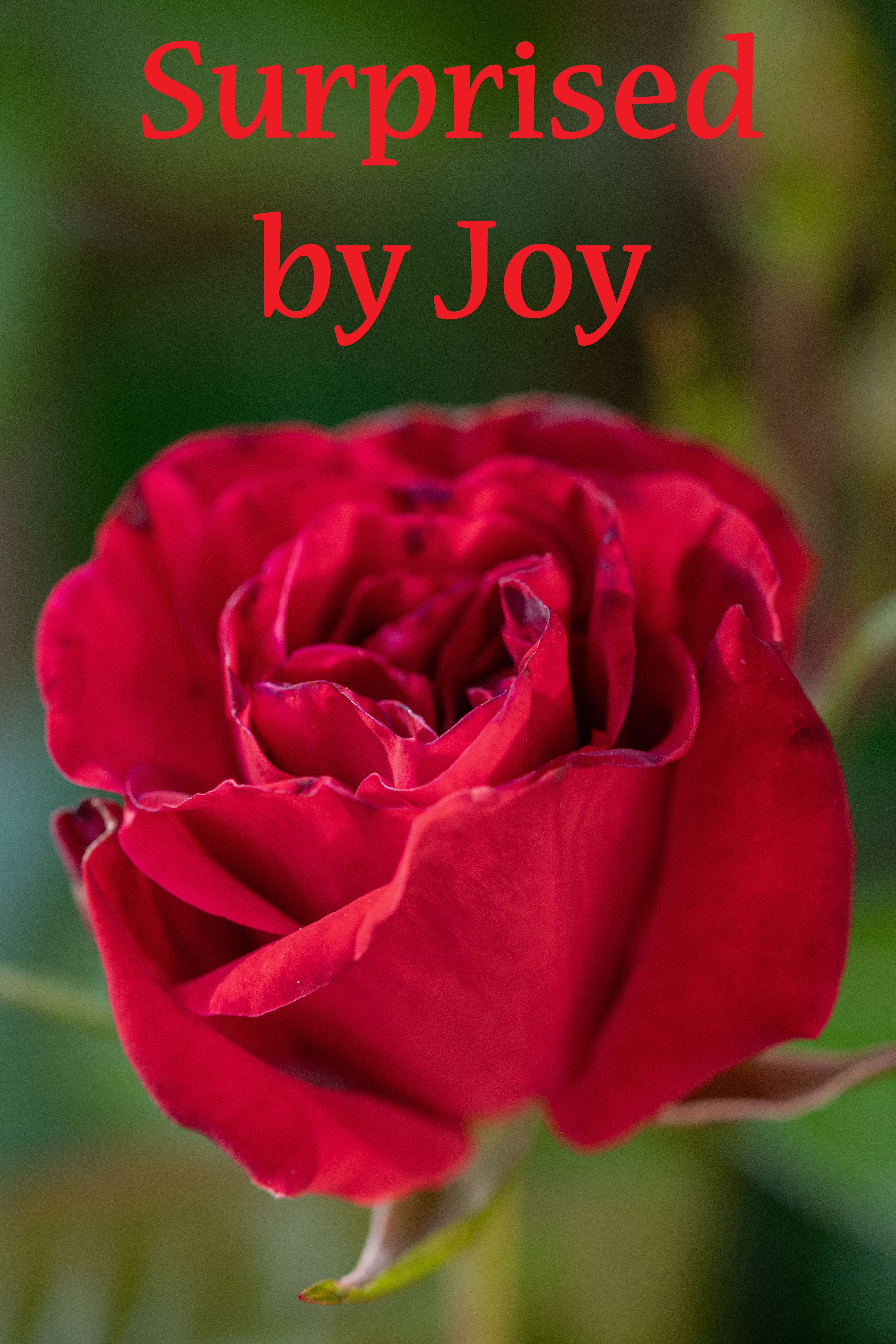 Joy surprise Rose edit 006gdn 110519