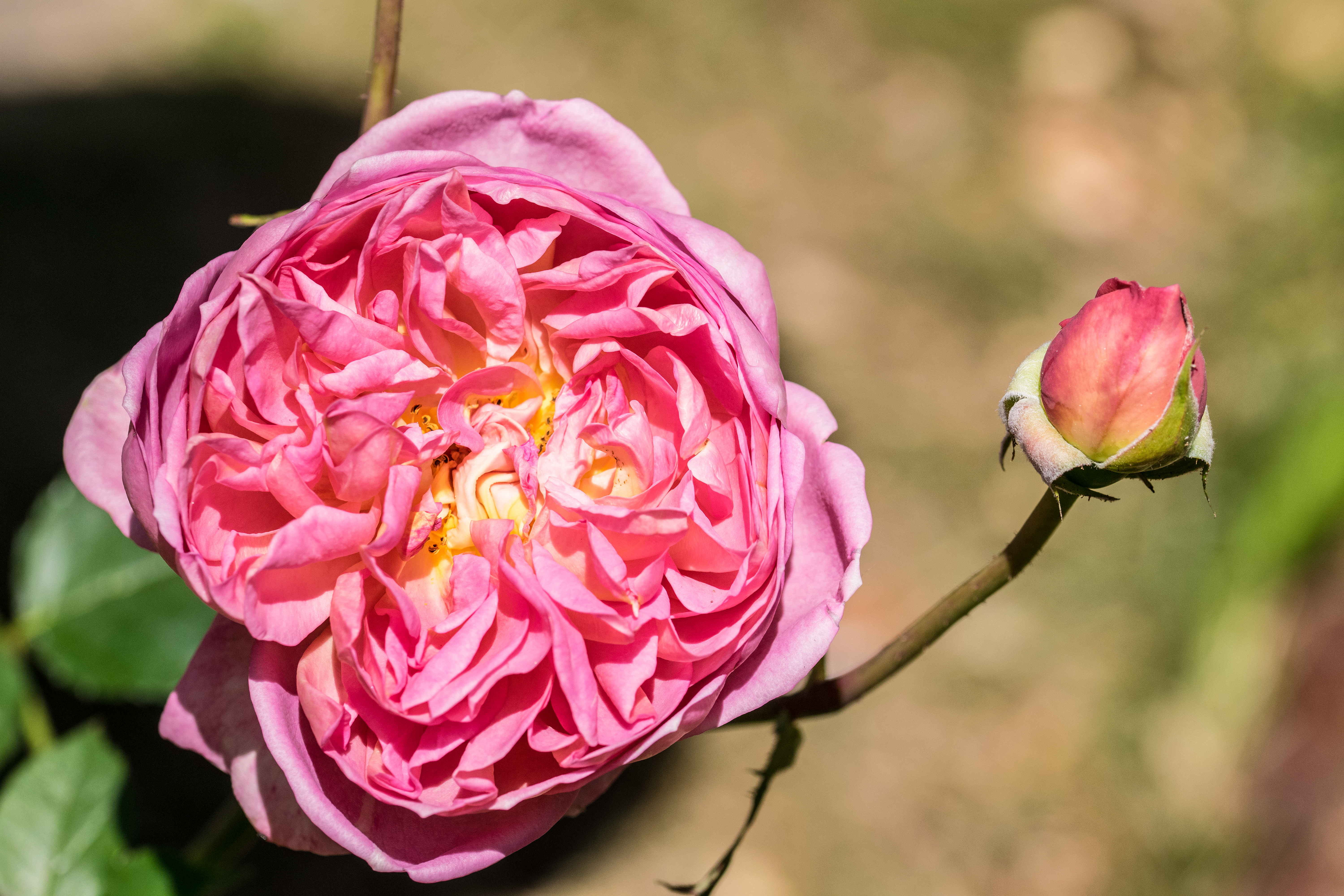 Boscobel 002roses 0618