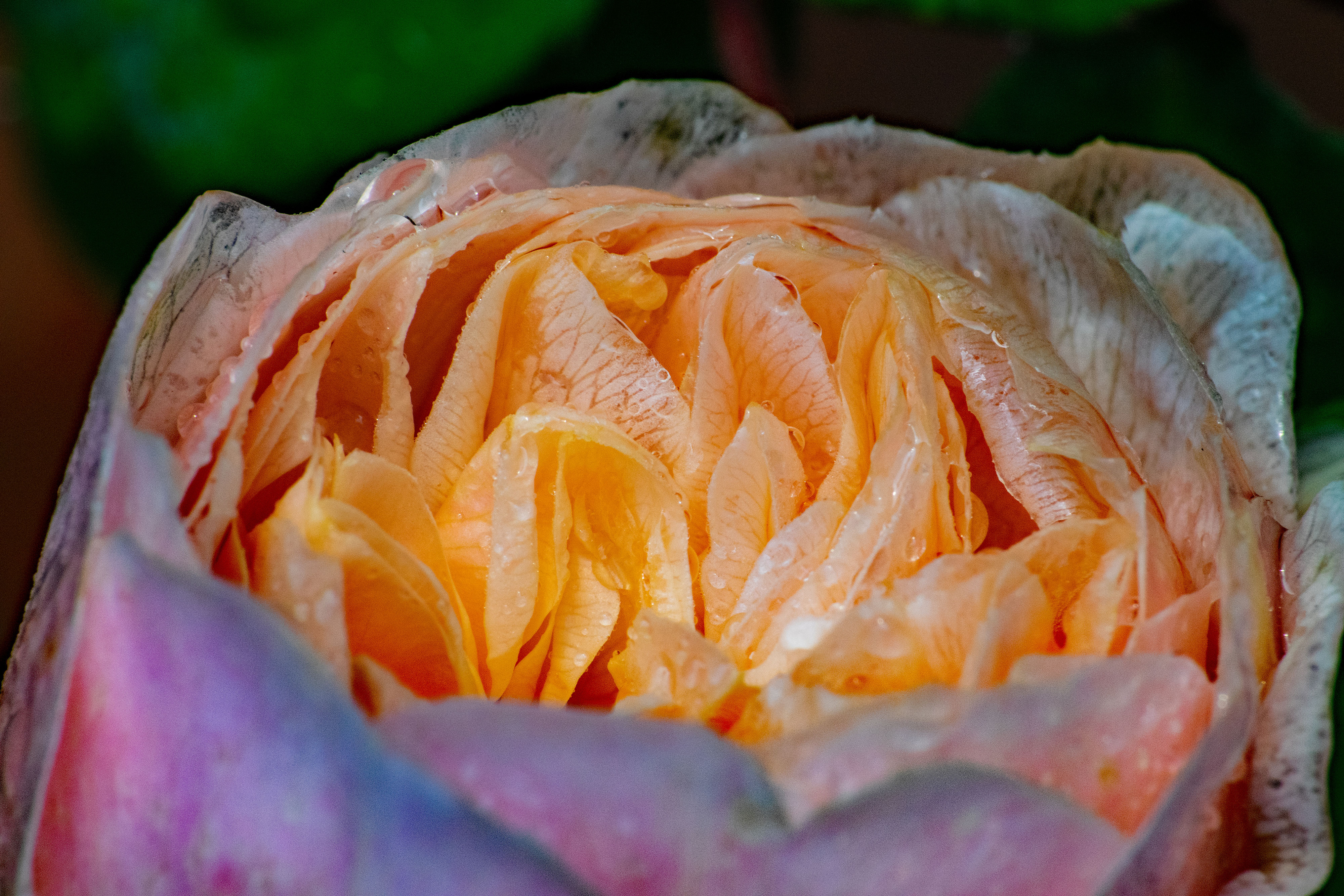 wet_rose_010mygarden0915small