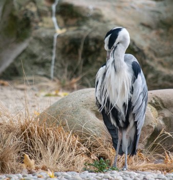 006_zsl230715regent crop