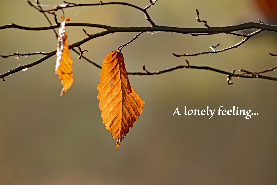 Lonely 097150219 Hotham Pk