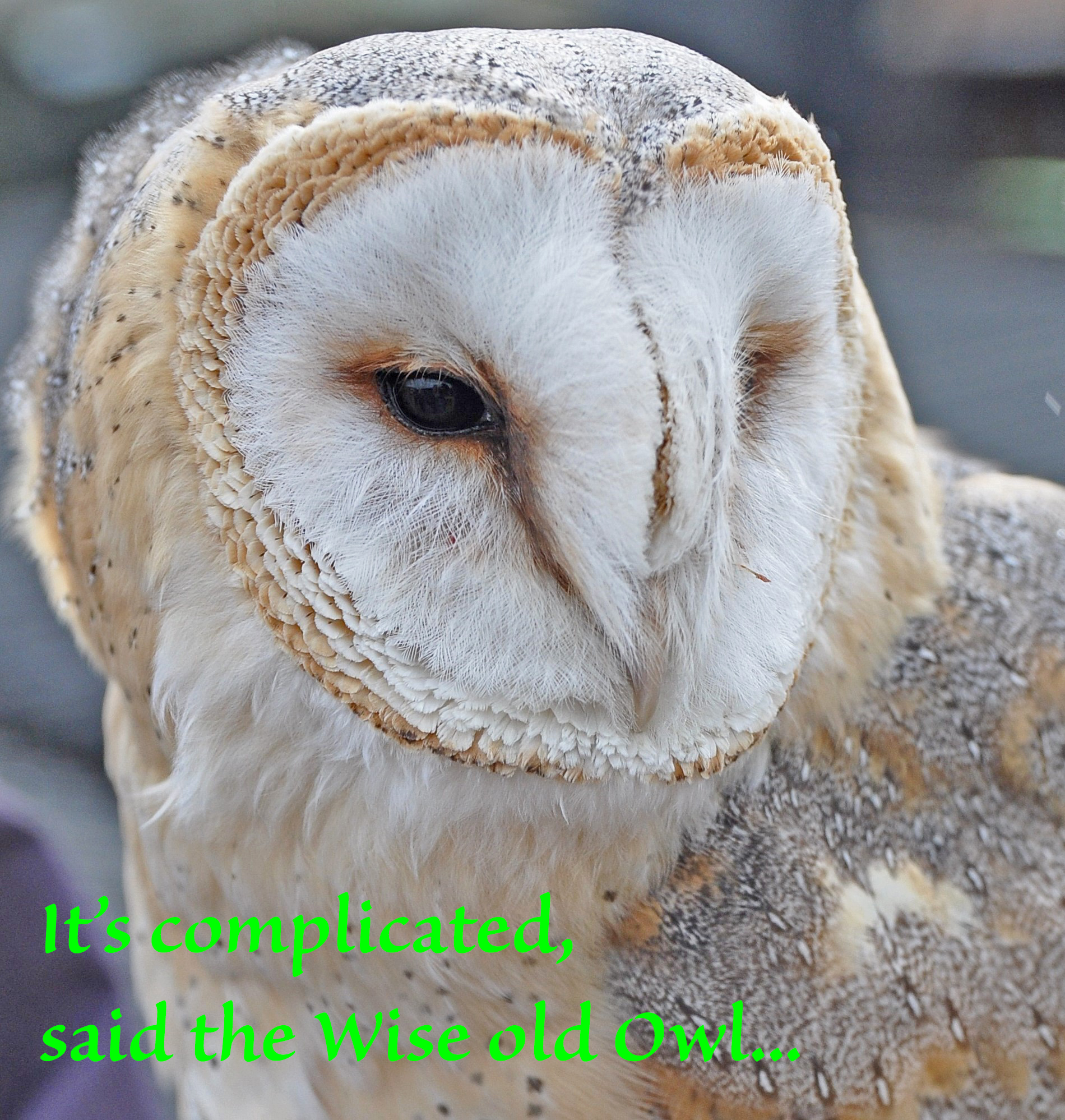 wise old owl 0190Falconry2014_cropowl