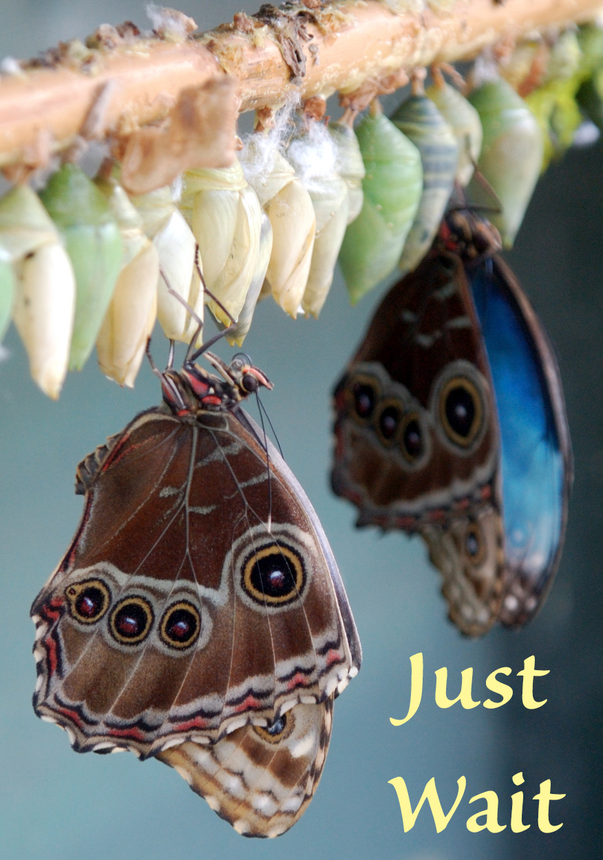 just wait butterfly