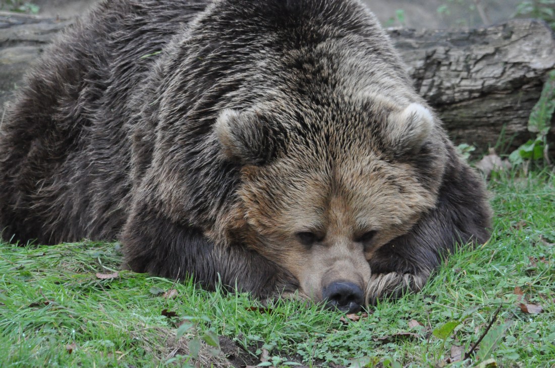DSC_0116_1661114Whipsnade_