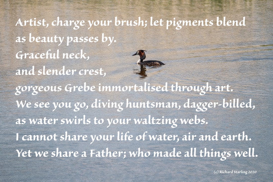 Grebe artist 007Pagham 030518