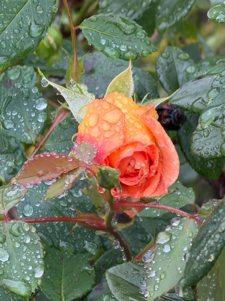 The current image has no alternative text. The file name is: stormy-rose.jpeg
